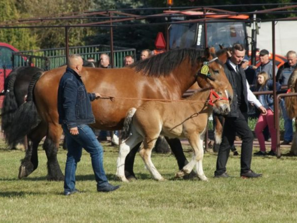 Konie w stępie i kłusie, czyli Wojewódzki Czempionat w Bedlnie