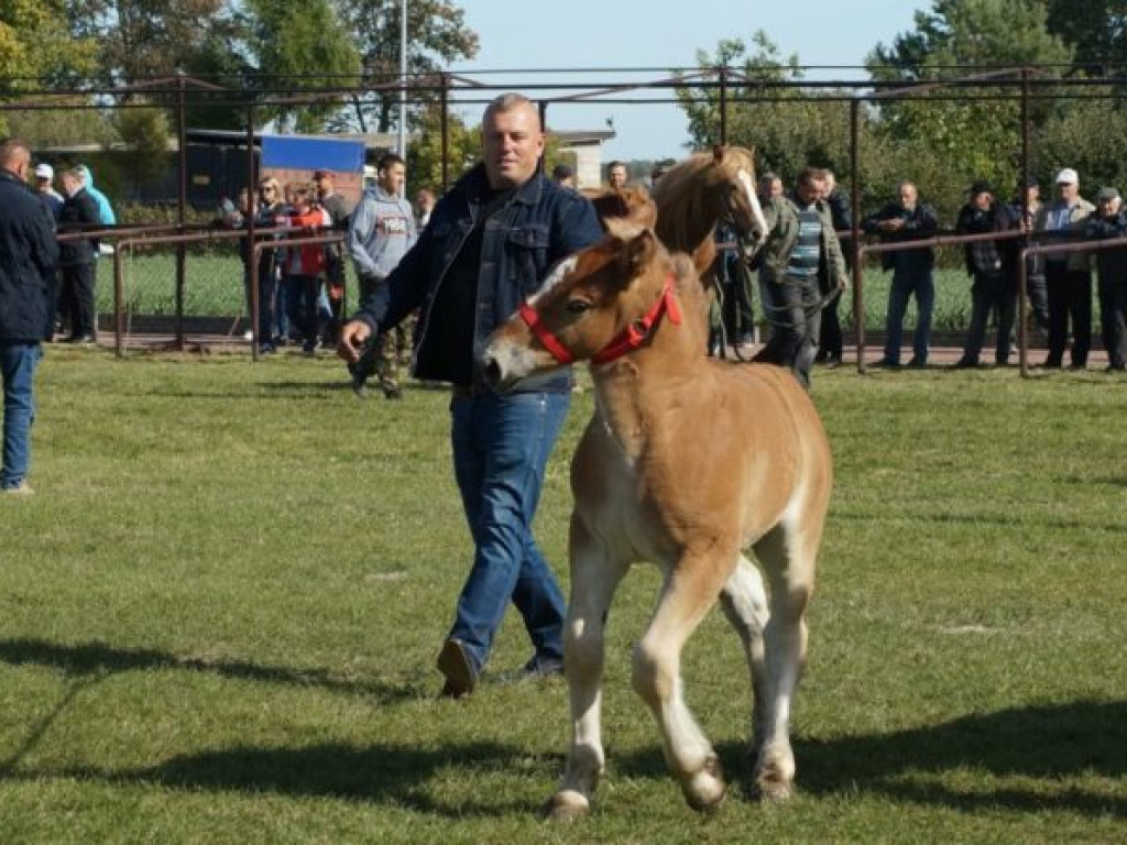 Konie w stępie i kłusie, czyli Wojewódzki Czempionat w Bedlnie