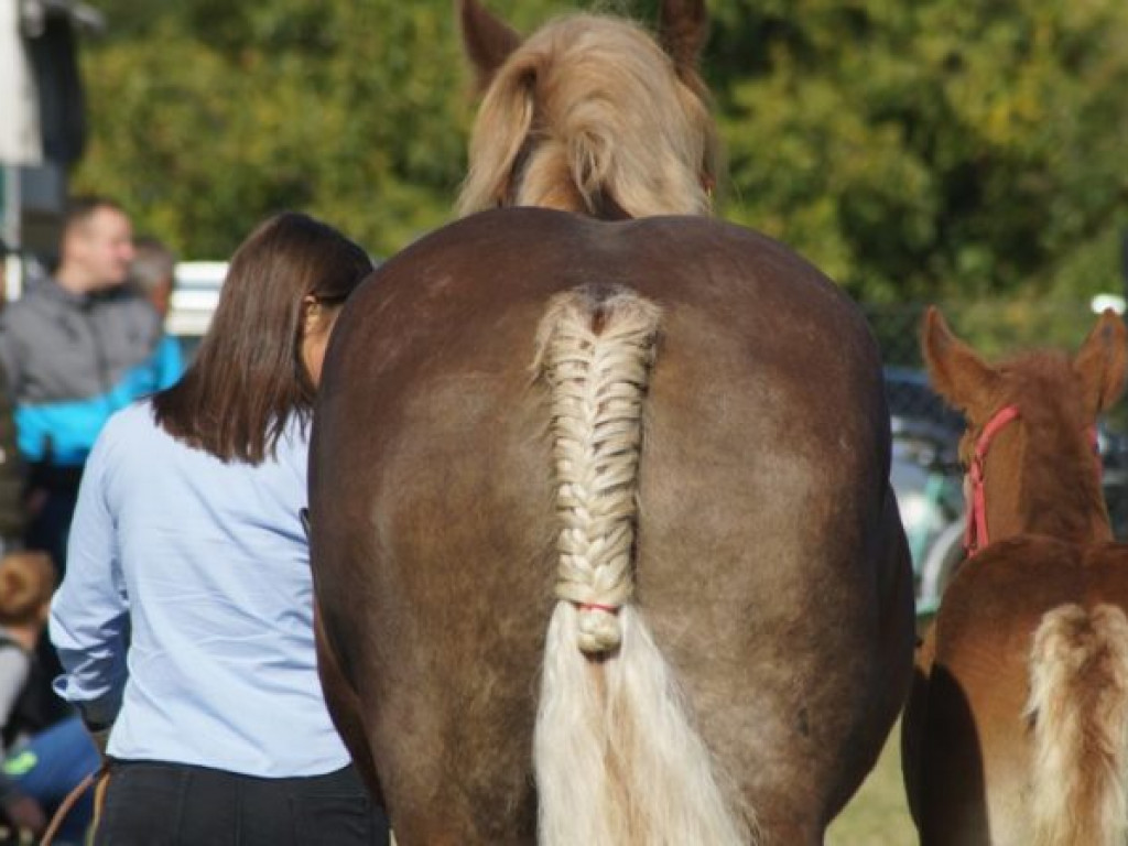 Konie w stępie i kłusie, czyli Wojewódzki Czempionat w Bedlnie