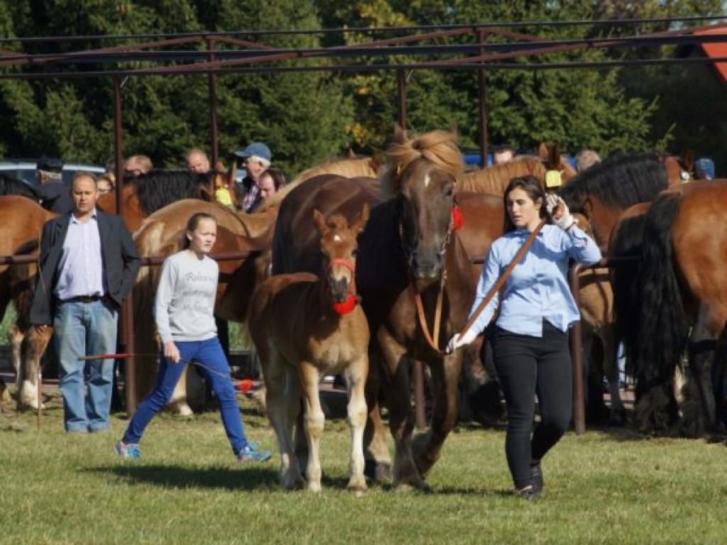 Konie w stępie i kłusie, czyli Wojewódzki Czempionat w Bedlnie
