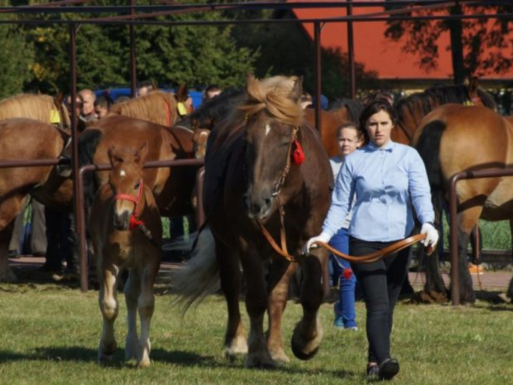 Konie w stępie i kłusie, czyli Wojewódzki Czempionat w Bedlnie