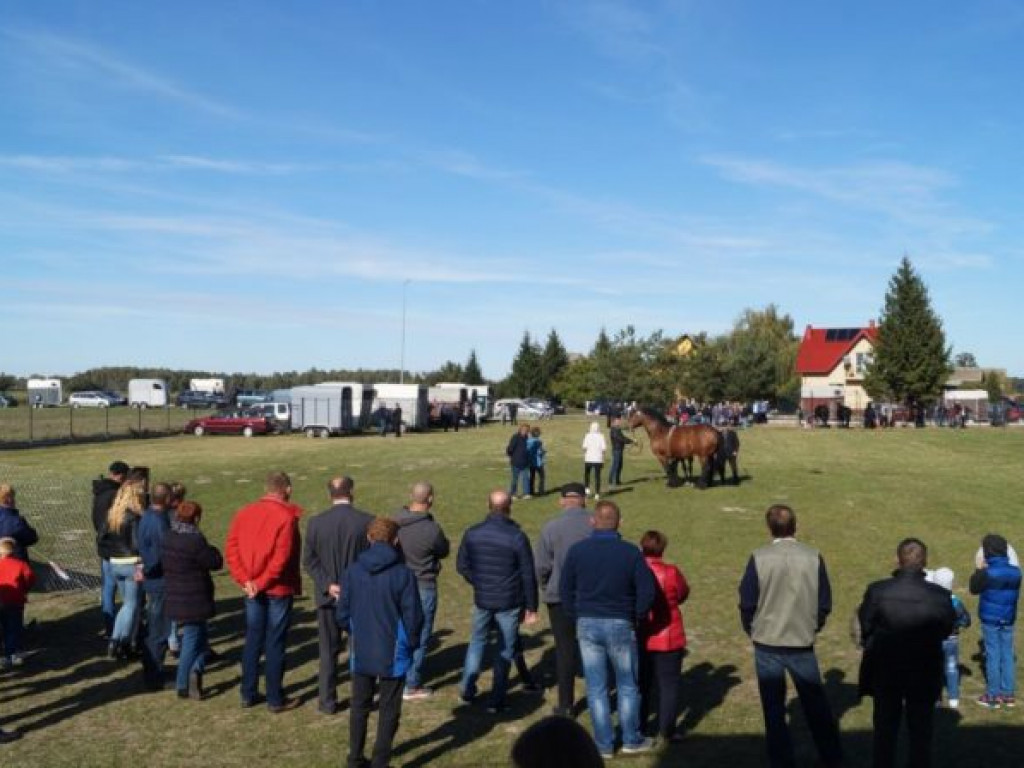 Konie w stępie i kłusie, czyli Wojewódzki Czempionat w Bedlnie