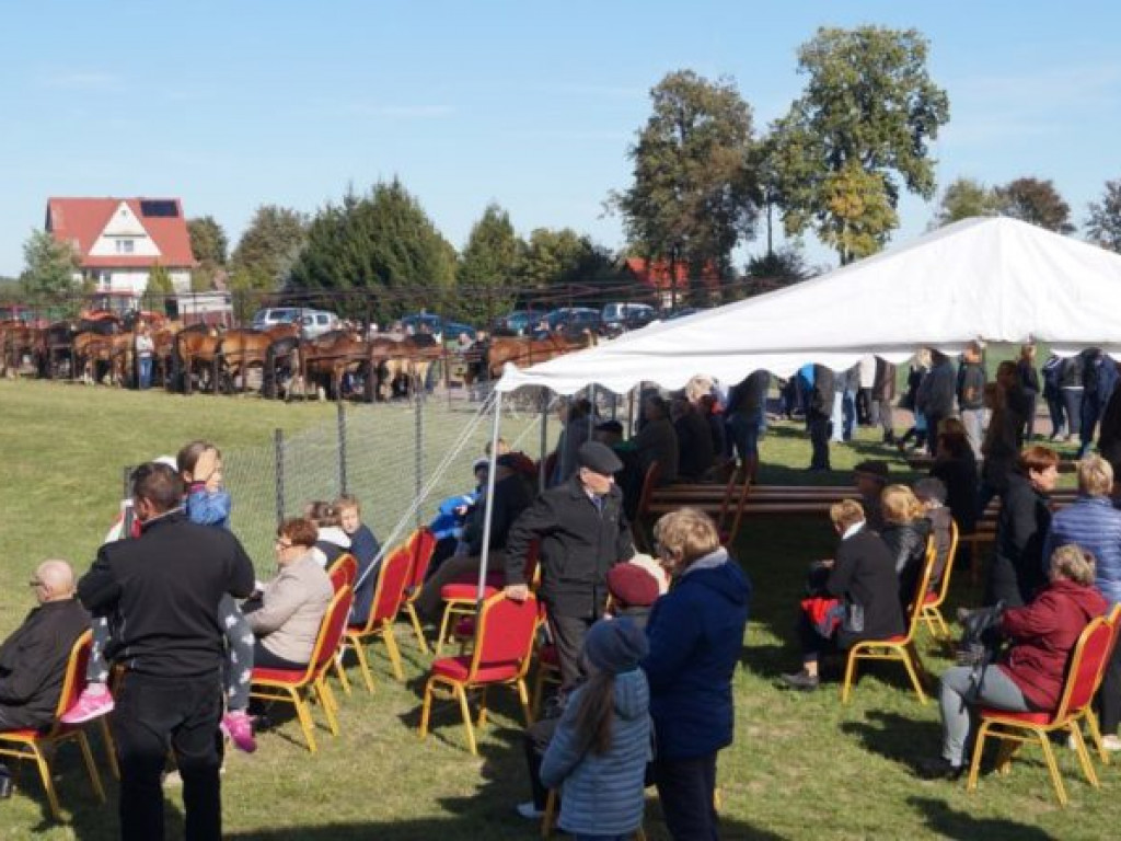 Konie w stępie i kłusie, czyli Wojewódzki Czempionat w Bedlnie