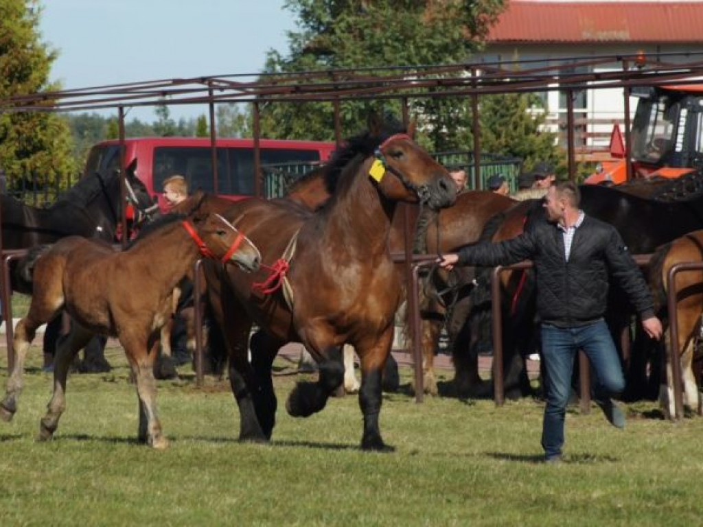 Konie w stępie i kłusie, czyli Wojewódzki Czempionat w Bedlnie
