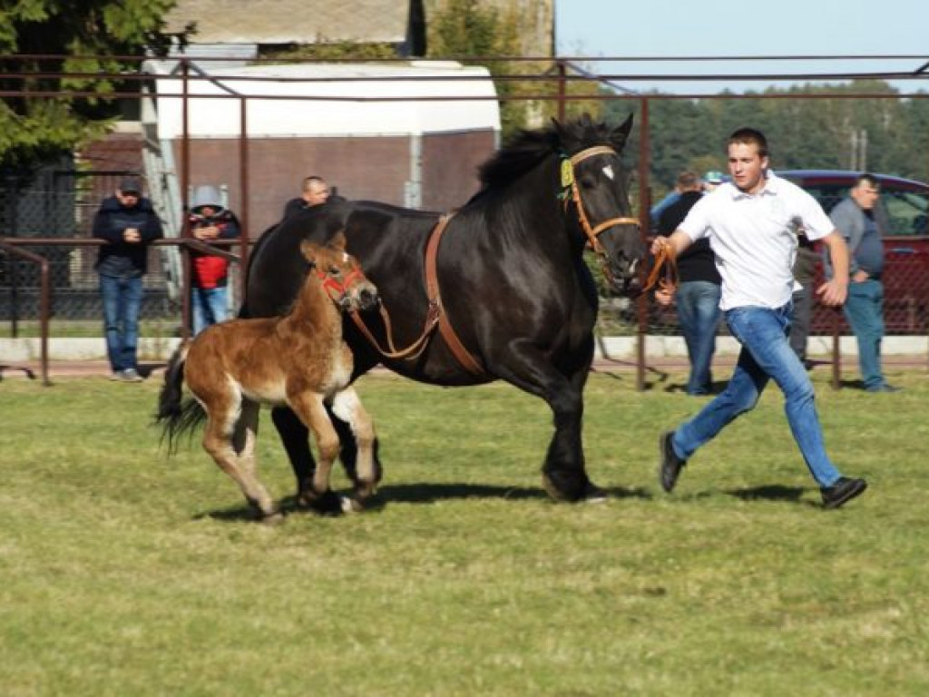 Konie w stępie i kłusie, czyli Wojewódzki Czempionat w Bedlnie