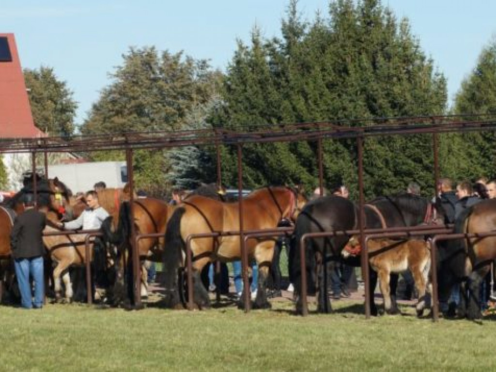 Konie w stępie i kłusie, czyli Wojewódzki Czempionat w Bedlnie