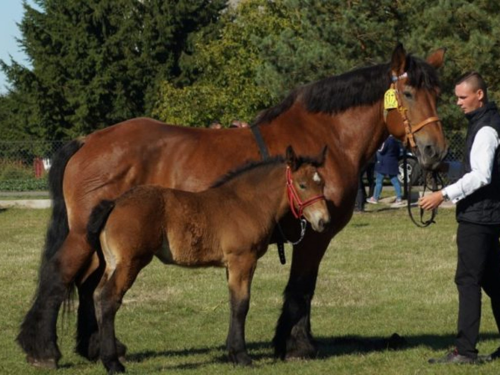 Konie w stępie i kłusie, czyli Wojewódzki Czempionat w Bedlnie