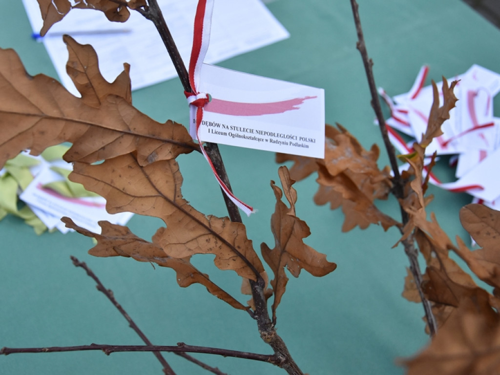 Święto Drzewa w I LO