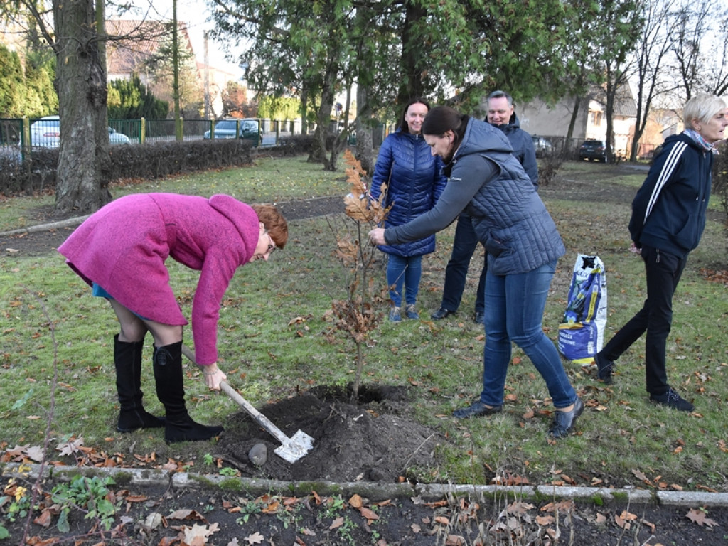 Święto Drzewa w I LO