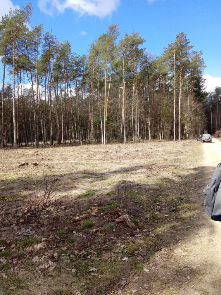 Uczniowie ZSP sadzili las