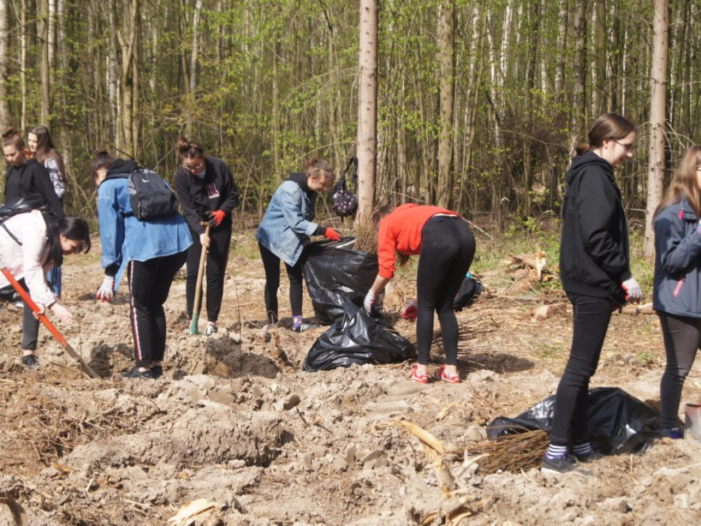 Uczniowie I LO sadzili lasy
