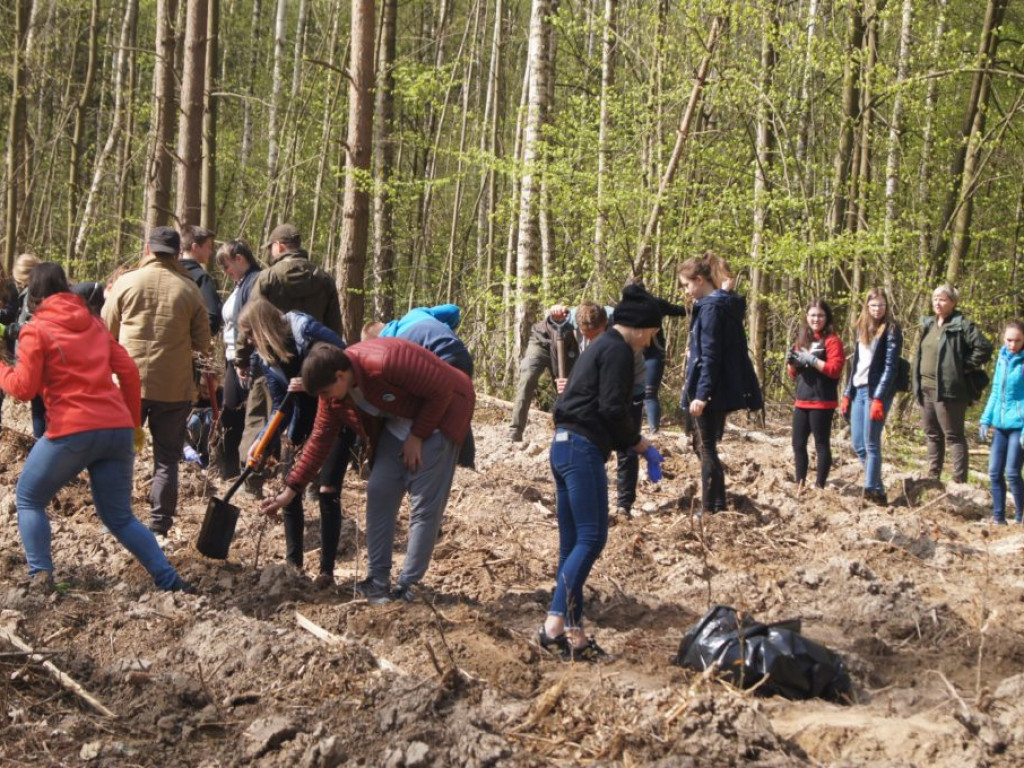 Uczniowie I LO sadzili lasy