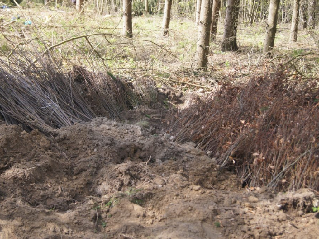 Uczniowie I LO sadzili lasy