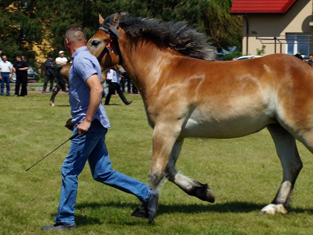 VI Wojewódzki Czempionat Koni Ras Zimnokrwistych w Bedlnie - zdjęcia