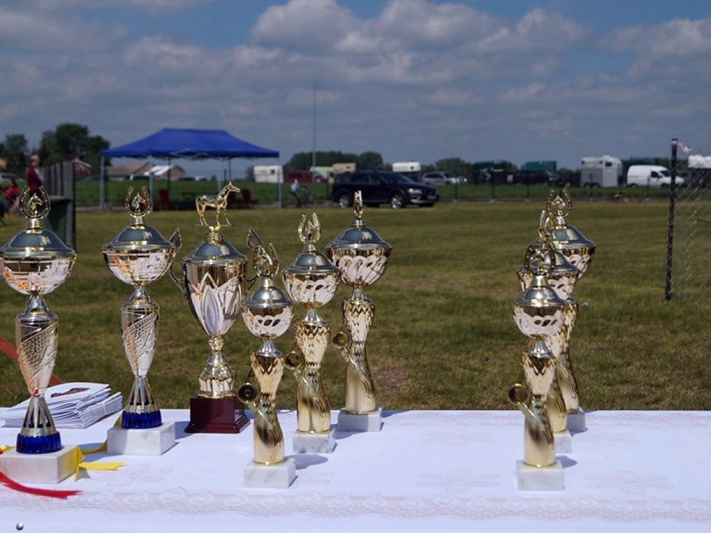 VI Wojewódzki Czempionat Koni Ras Zimnokrwistych w Bedlnie - zdjęcia