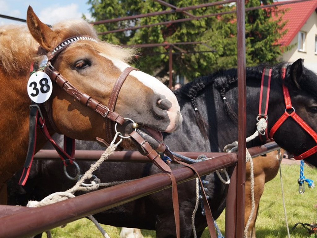 VI Wojewódzki Czempionat Koni Ras Zimnokrwistych w Bedlnie - zdjęcia