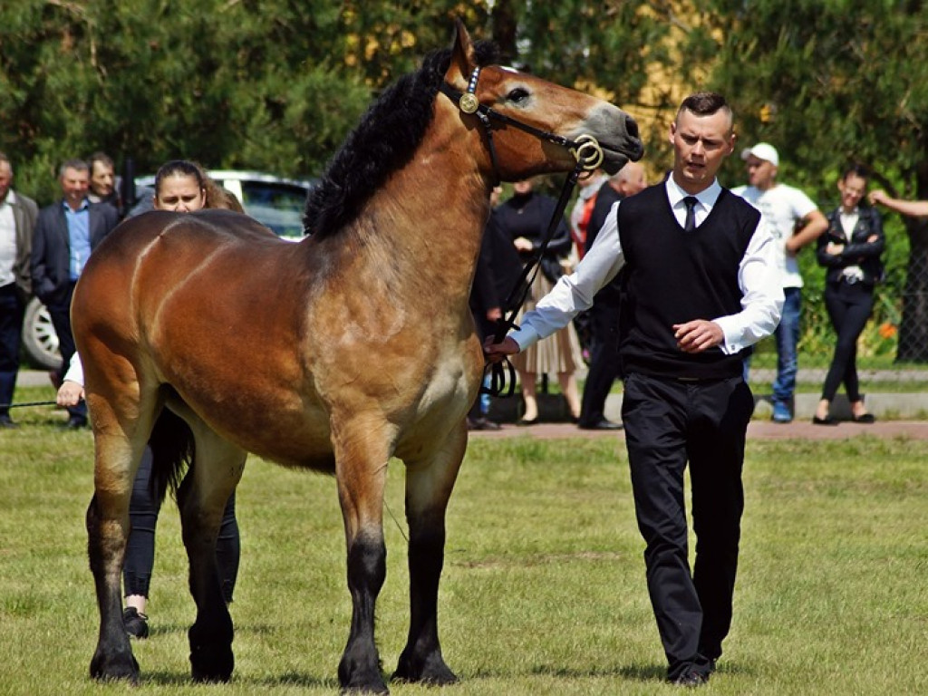 VI Wojewódzki Czempionat Koni Ras Zimnokrwistych w Bedlnie - zdjęcia