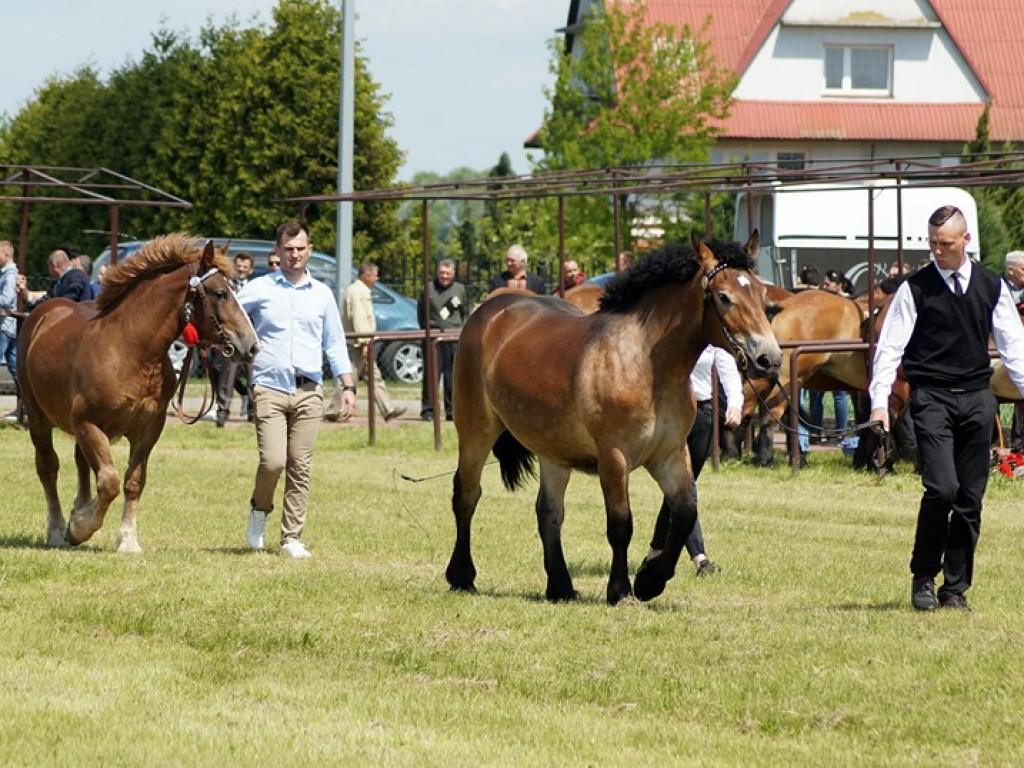 VI Wojewódzki Czempionat Koni Ras Zimnokrwistych w Bedlnie - zdjęcia