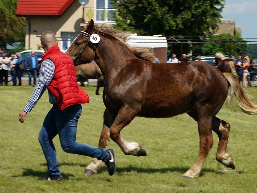 VI Wojewódzki Czempionat Koni Ras Zimnokrwistych w Bedlnie - zdjęcia