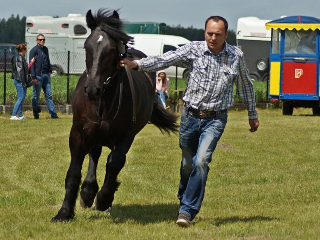 VI Wojewódzki Czempionat Koni Ras Zimnokrwistych w Bedlnie - zdjęcia