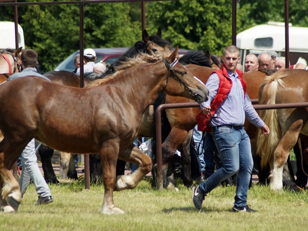 VI Wojewódzki Czempionat Koni Ras Zimnokrwistych w Bedlnie - zdjęcia
