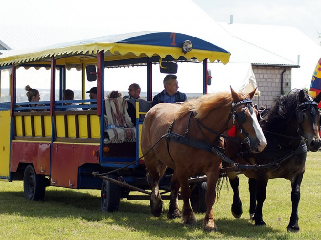 VI Wojewódzki Czempionat Koni Ras Zimnokrwistych w Bedlnie - zdjęcia
