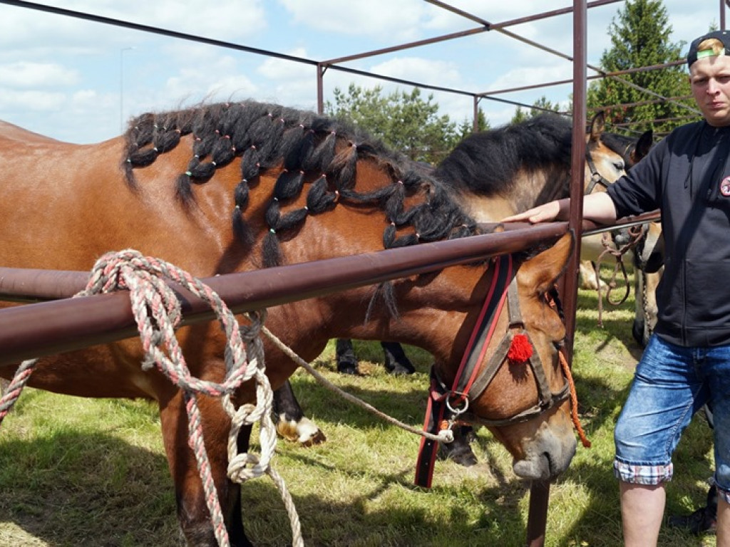 VI Wojewódzki Czempionat Koni Ras Zimnokrwistych w Bedlnie - zdjęcia