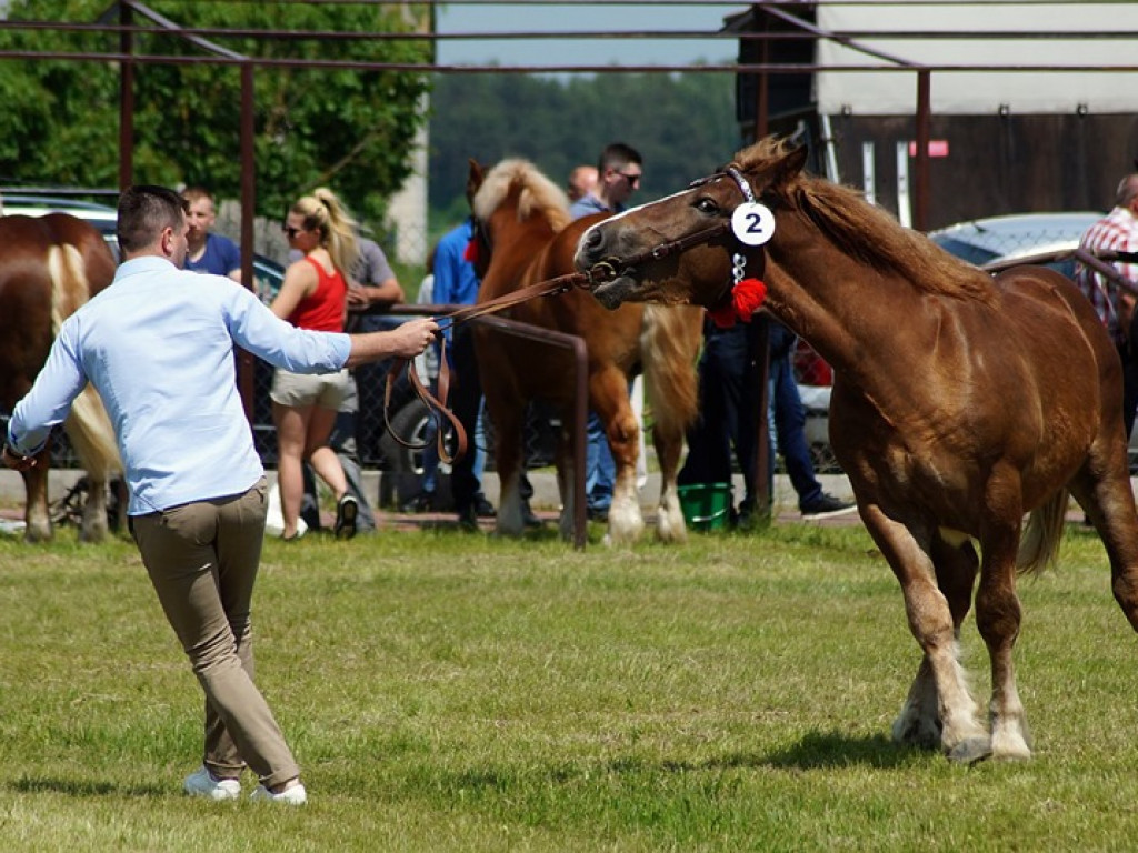 VI Wojewódzki Czempionat Koni Ras Zimnokrwistych w Bedlnie - zdjęcia
