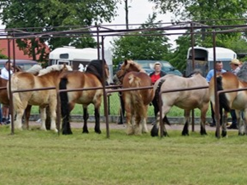 VI Wojewódzki Czempionat Koni Ras Zimnokrwistych w Bedlnie - zdjęcia