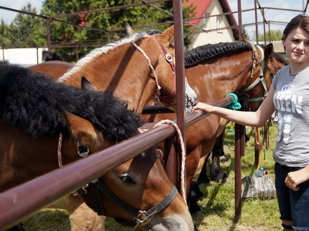 VI Wojewódzki Czempionat Koni Ras Zimnokrwistych w Bedlnie - zdjęcia