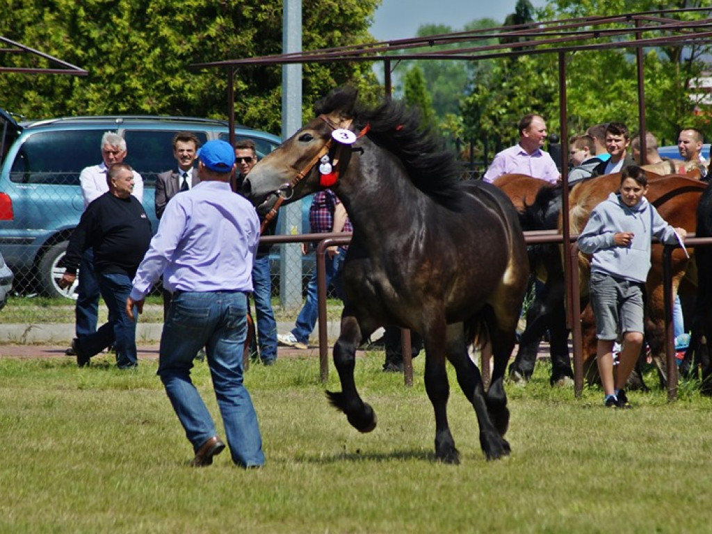 VI Wojewódzki Czempionat Koni Ras Zimnokrwistych w Bedlnie - zdjęcia