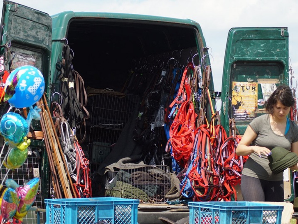 VI Wojewódzki Czempionat Koni Ras Zimnokrwistych w Bedlnie - zdjęcia