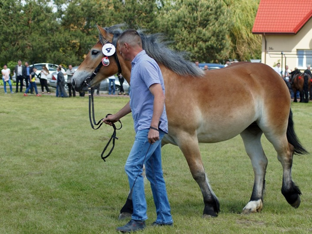 VI Wojewódzki Czempionat Koni Ras Zimnokrwistych w Bedlnie - zdjęcia