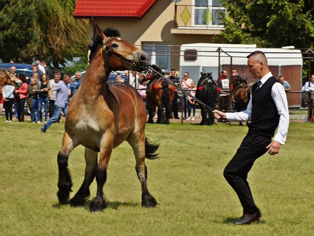 VI Wojewódzki Czempionat Koni Ras Zimnokrwistych w Bedlnie - zdjęcia