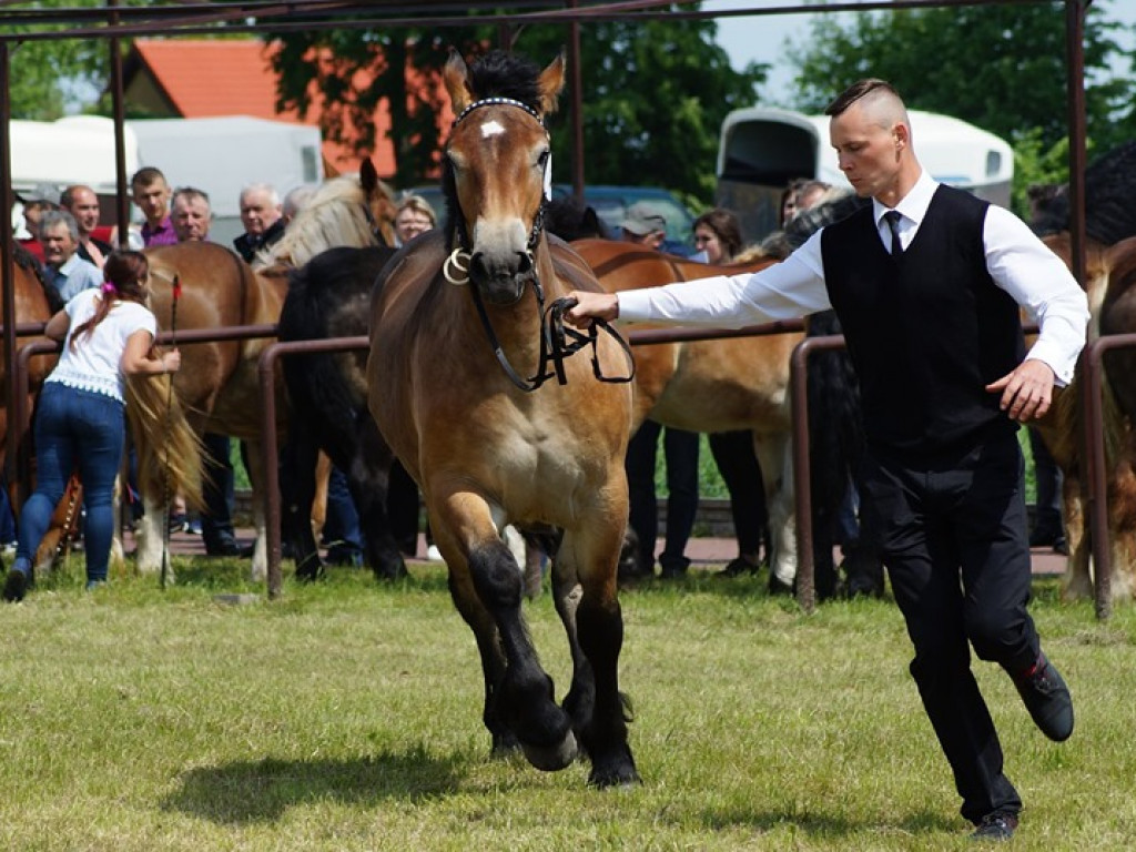 VI Wojewódzki Czempionat Koni Ras Zimnokrwistych w Bedlnie - zdjęcia