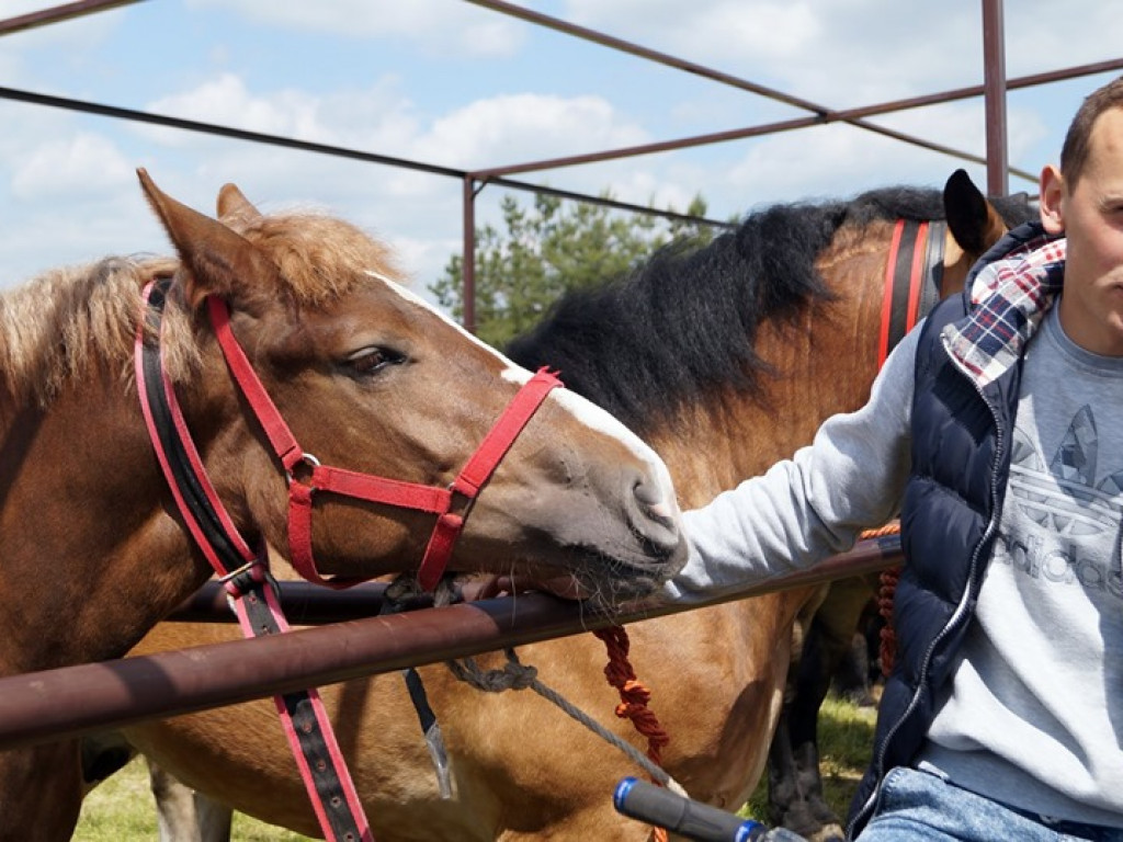 VI Wojewódzki Czempionat Koni Ras Zimnokrwistych w Bedlnie - zdjęcia