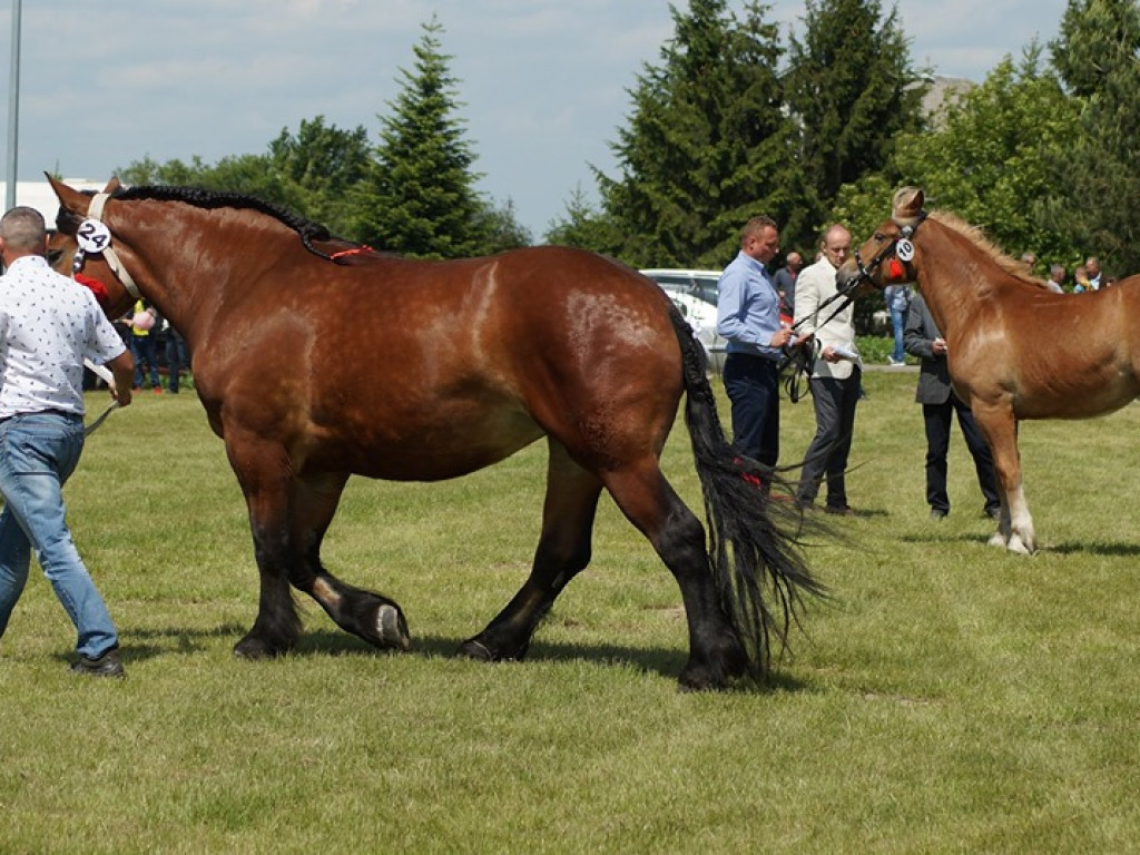 VI Wojewódzki Czempionat Koni Ras Zimnokrwistych w Bedlnie - zdjęcia