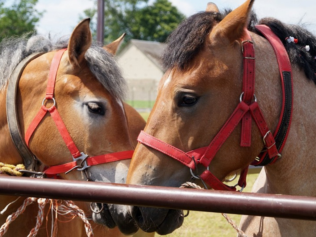 VI Wojewódzki Czempionat Koni Ras Zimnokrwistych w Bedlnie - zdjęcia