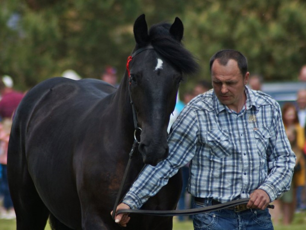 VI Wojewódzki Czempionat Koni Ras Zimnokrwistych w Bedlnie - zdjęcia