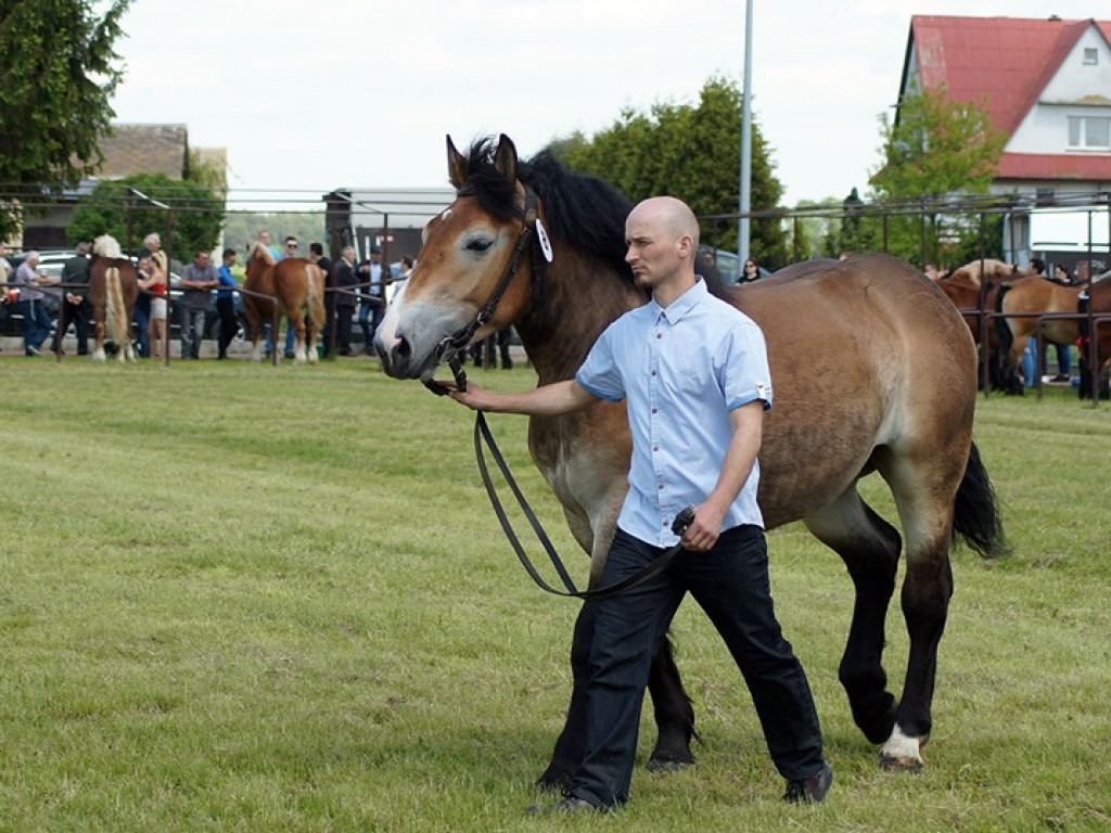 VI Wojewódzki Czempionat Koni Ras Zimnokrwistych w Bedlnie - zdjęcia