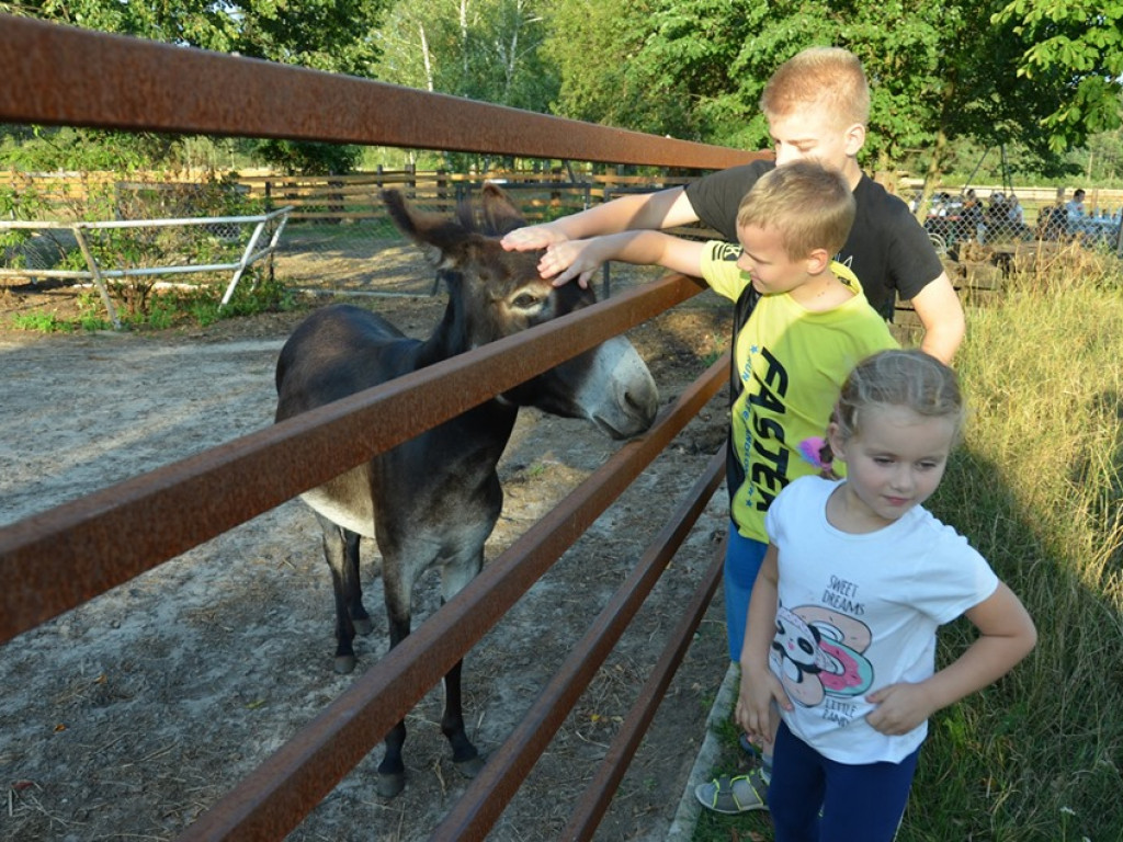 Spotkanie dla dzieci i rodziców w stadninie