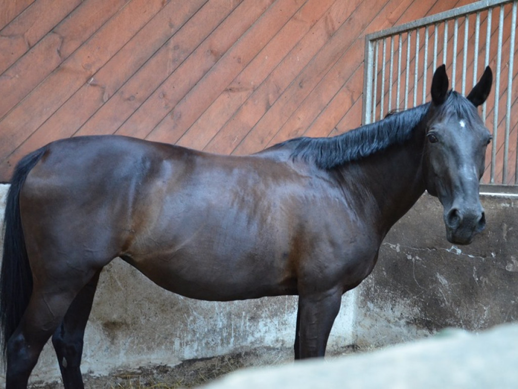 Spotkanie dla dzieci i rodziców w stadninie