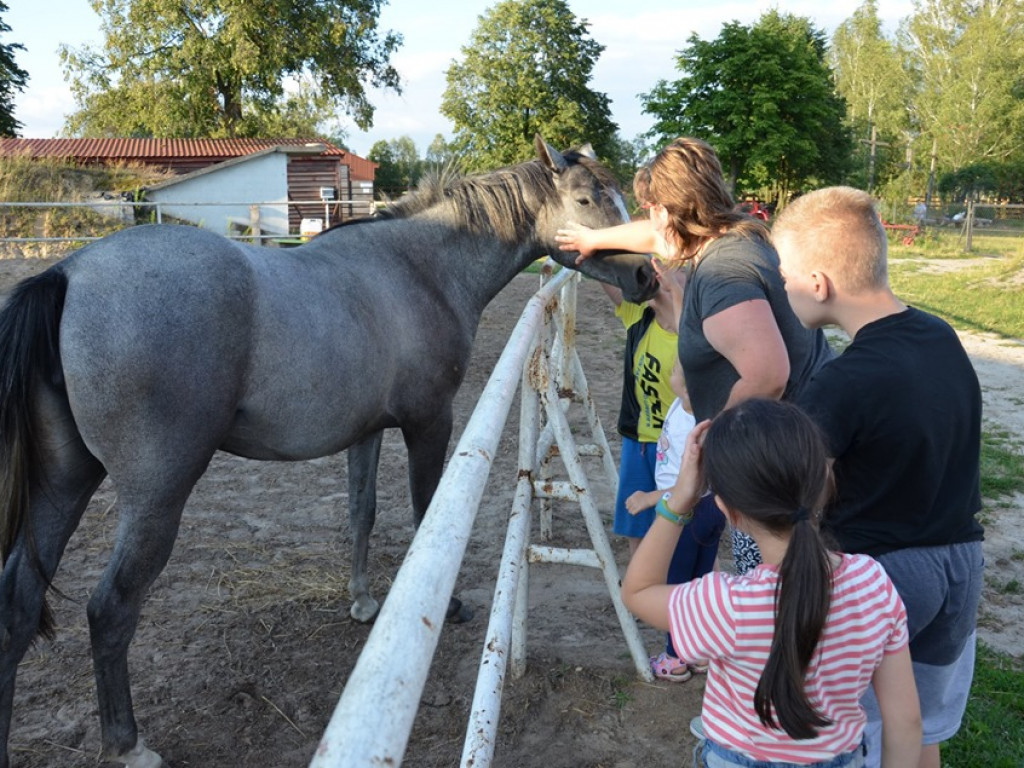 Spotkanie dla dzieci i rodziców w stadninie