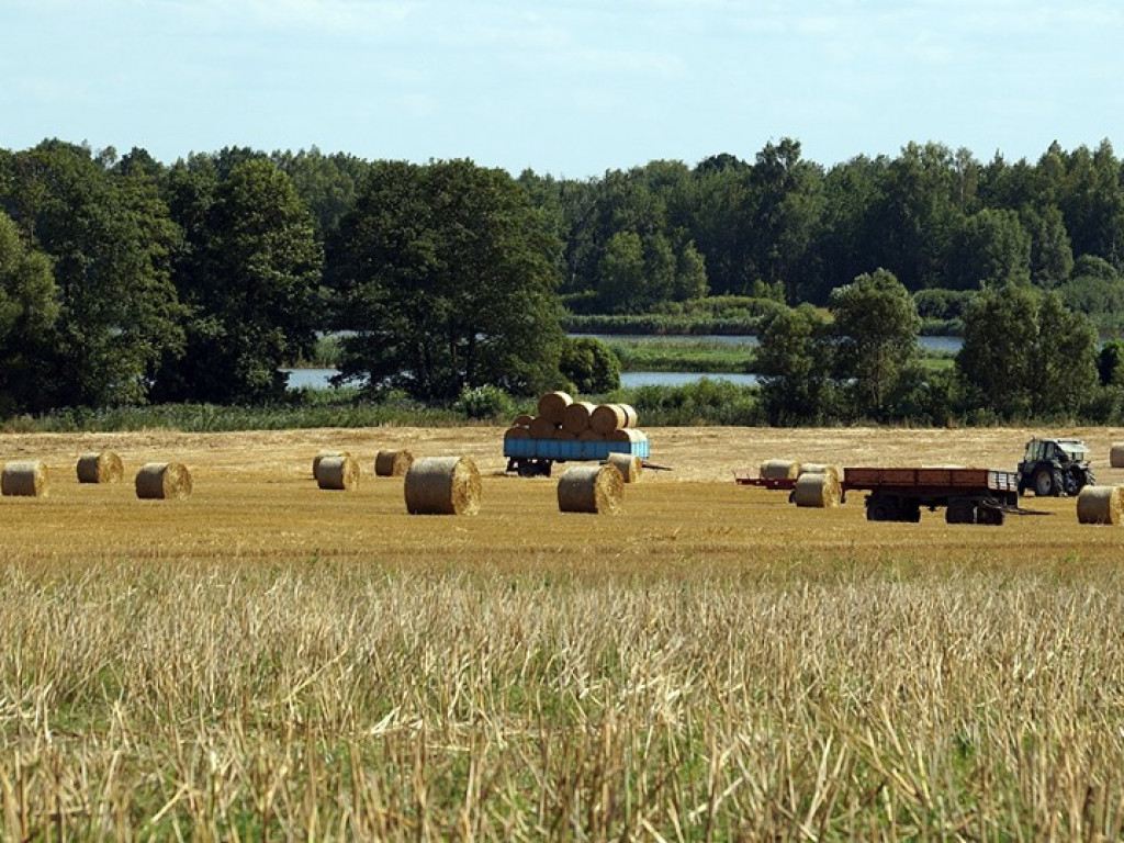 Żniwa