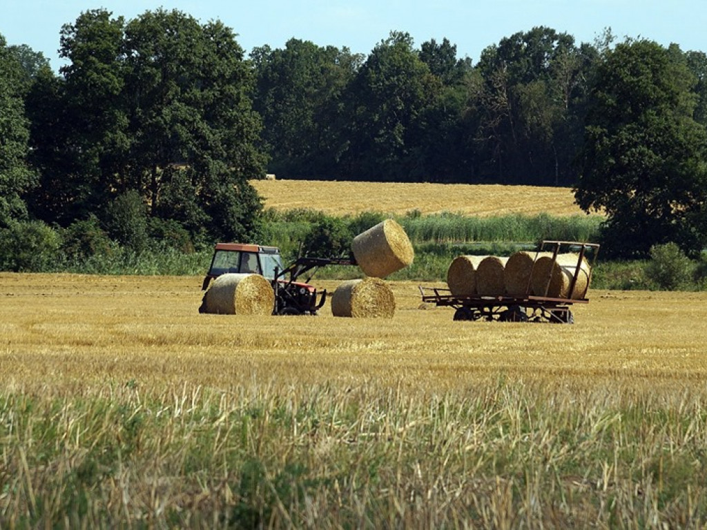 Żniwa