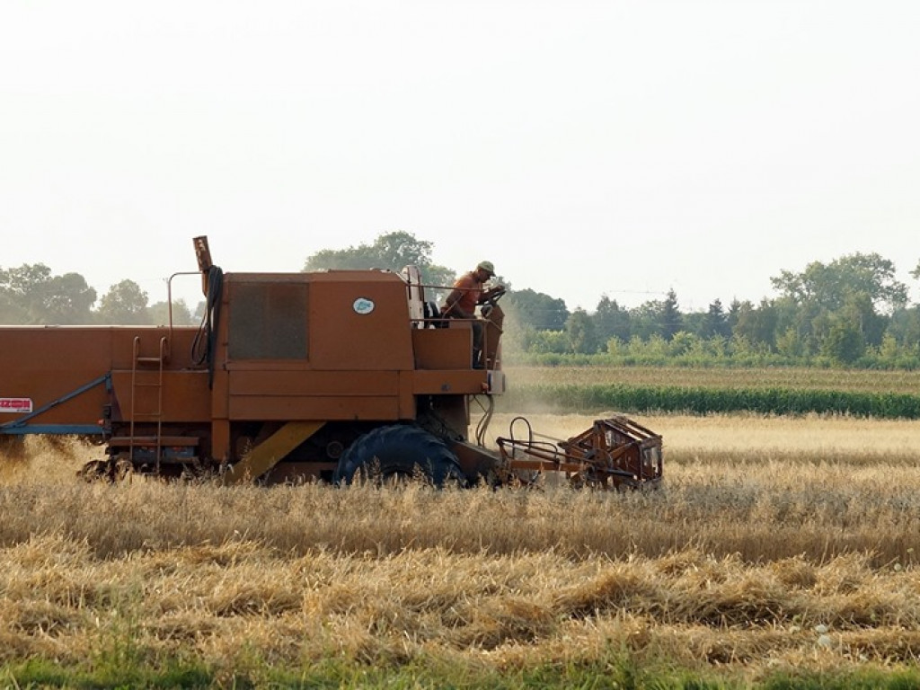 Żniwa