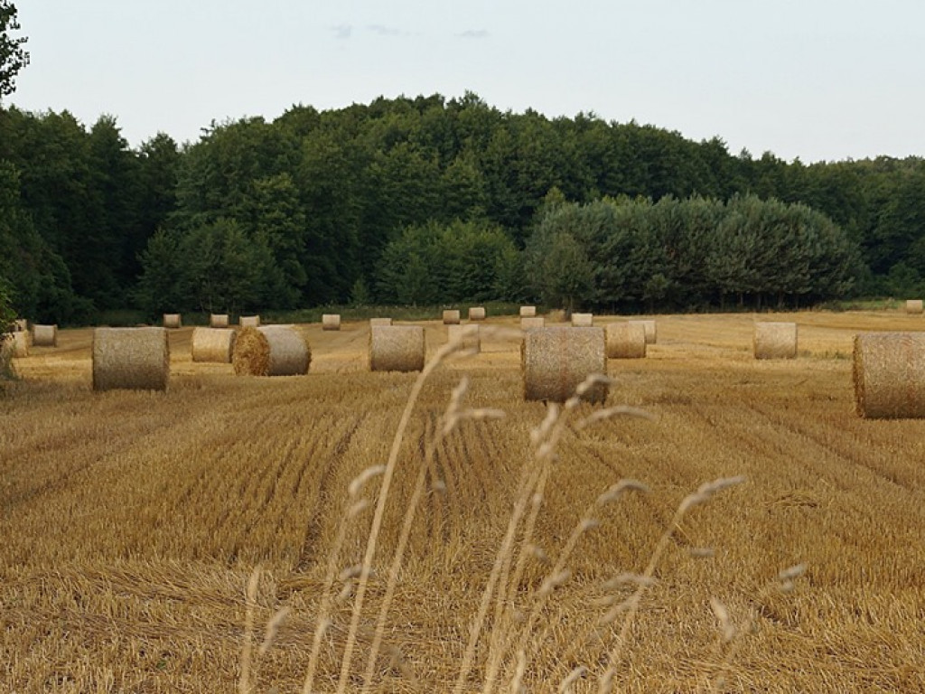 Żniwa