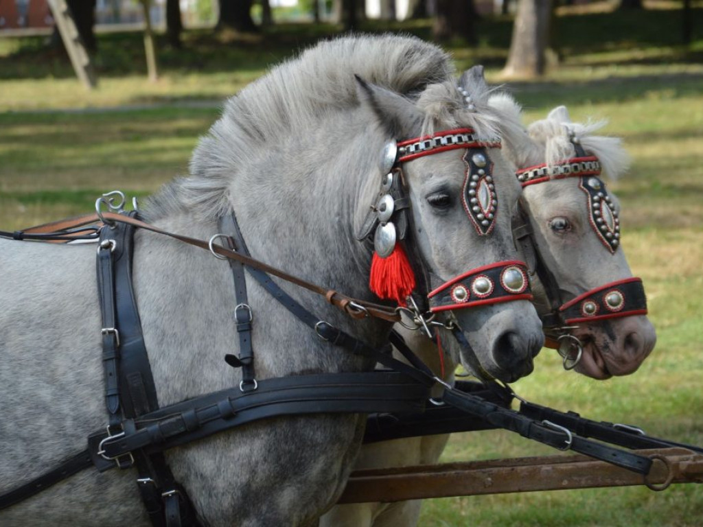Niedziela pełna atrakcji