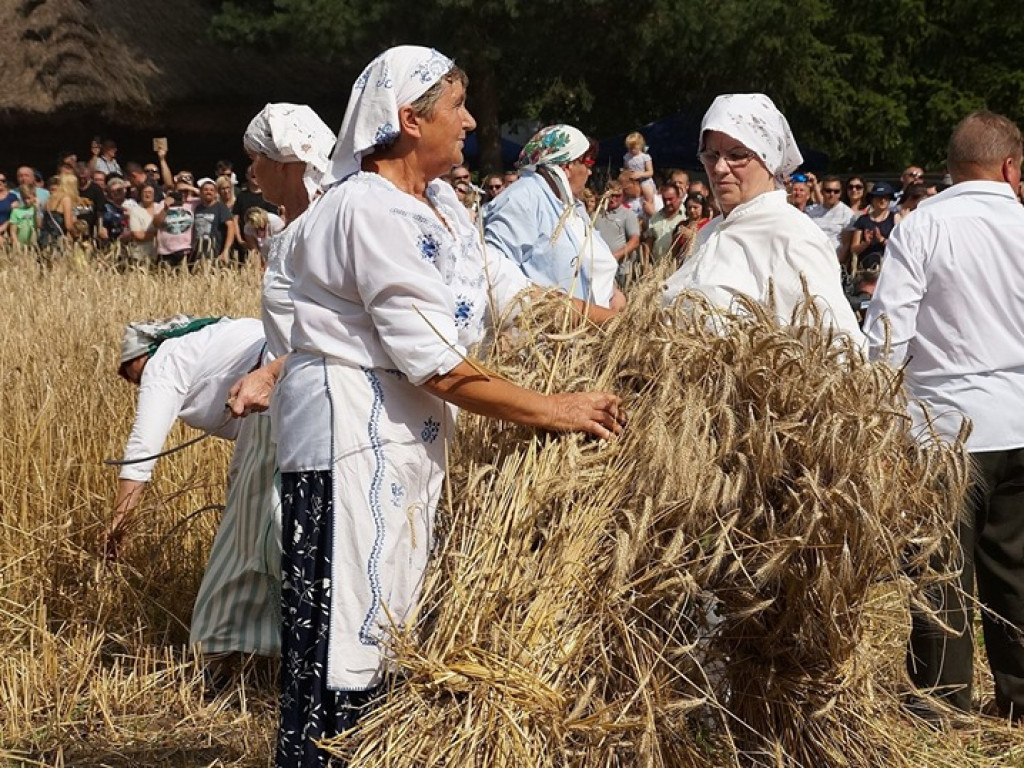 Żniwa w Muzeum Rolnictwa w Ciechanowcu - zdjęcia