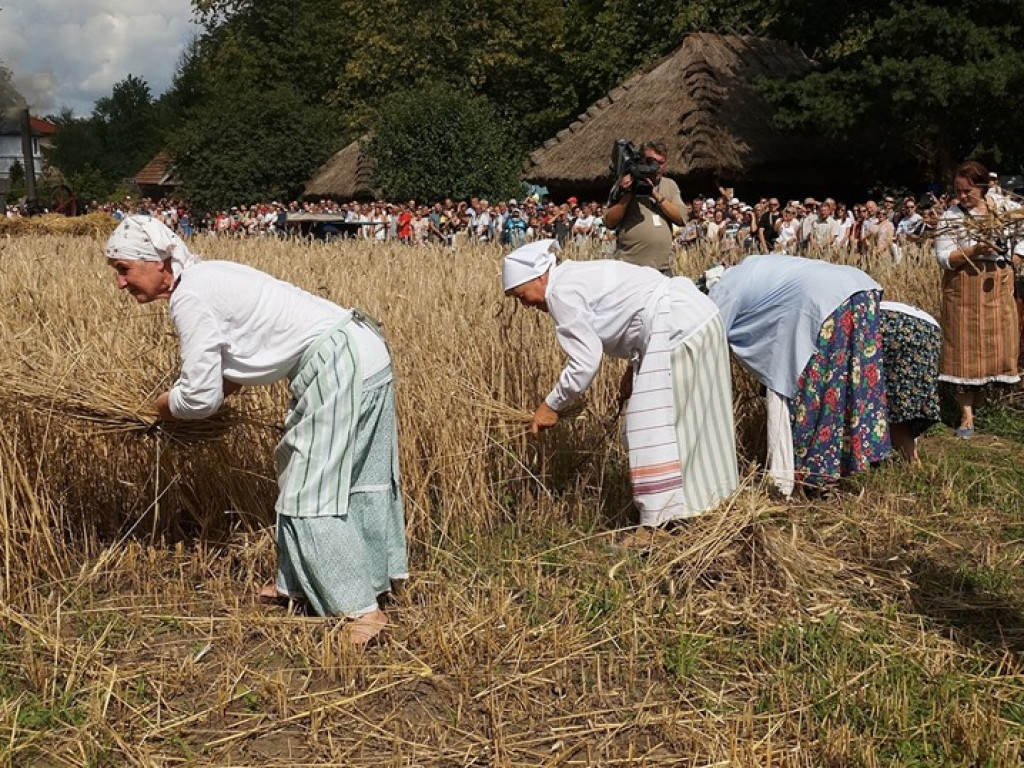 Żniwa w Muzeum Rolnictwa w Ciechanowcu - zdjęcia
